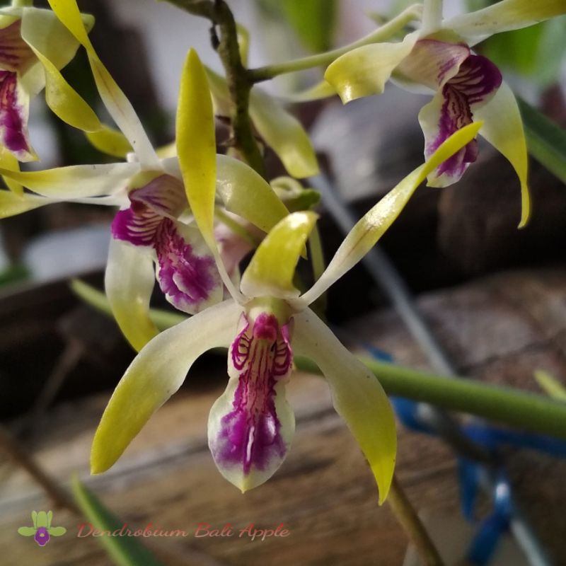 Dendrobium bali aplle/Anggrek bali apel