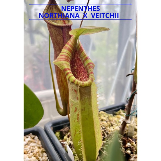 Kantong Semar Nepenthes Northiana x Veitchii