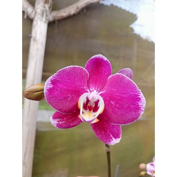 anggrek bulan grade B ungu magenta pink bercak phalaenopsis hybrid bunga medium kondisi knop mekar