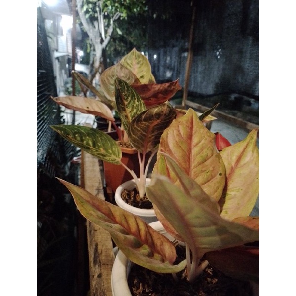paket aglaonema