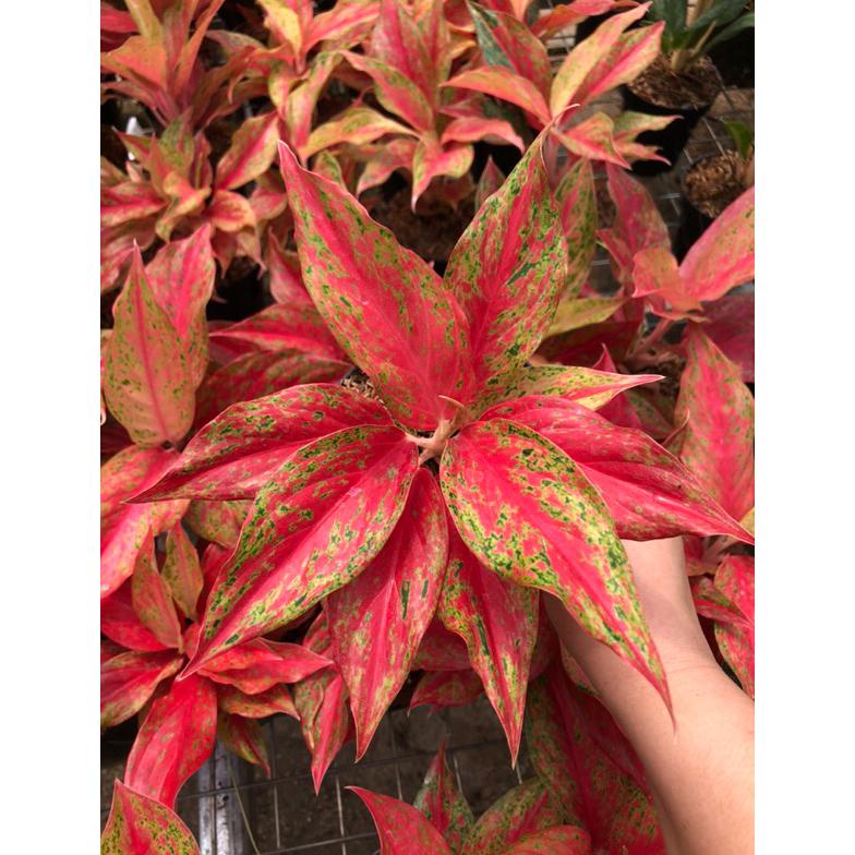 aglaonema red moon Non COD
