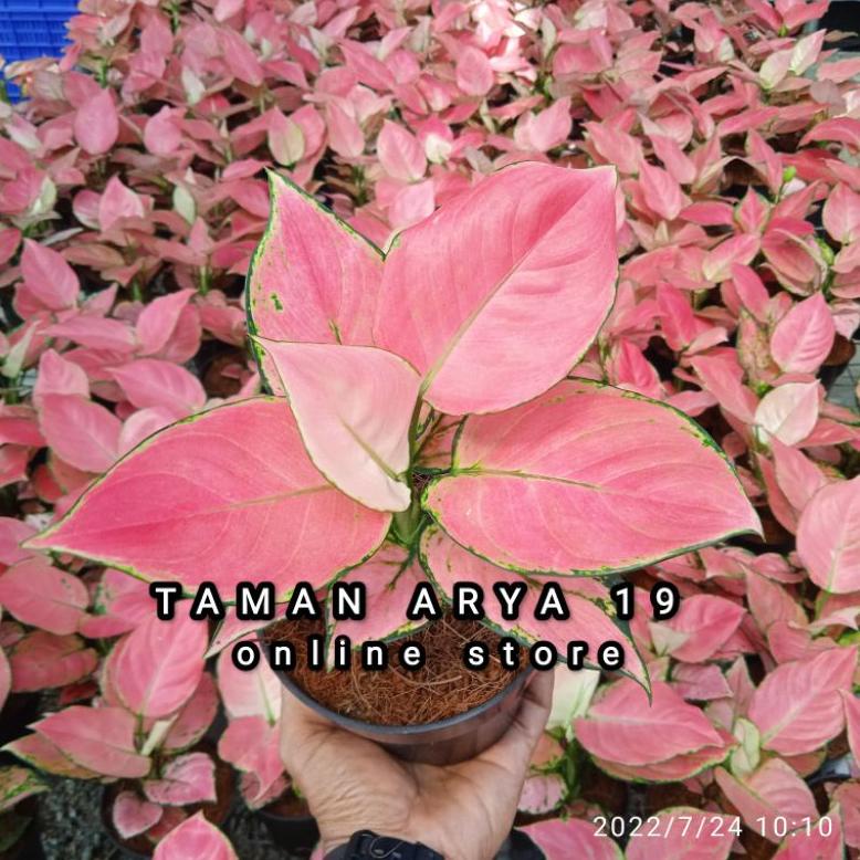 AGLONEMA PINK CATRINA Non COD
