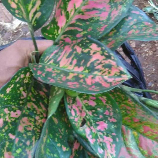 Tanaman hias aglonema Rubi pink - aglonema - bibit aglonema Non COD