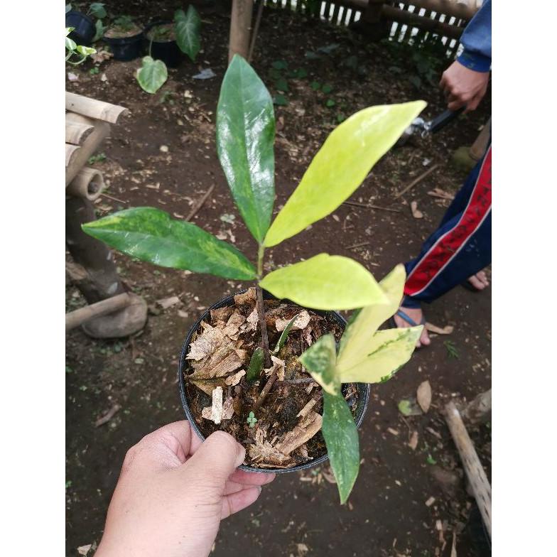 Tanaman hias Zamia Culcas lokal Variegata / Zamioculcas varigata / Zz plant var / zamia kulkas culca