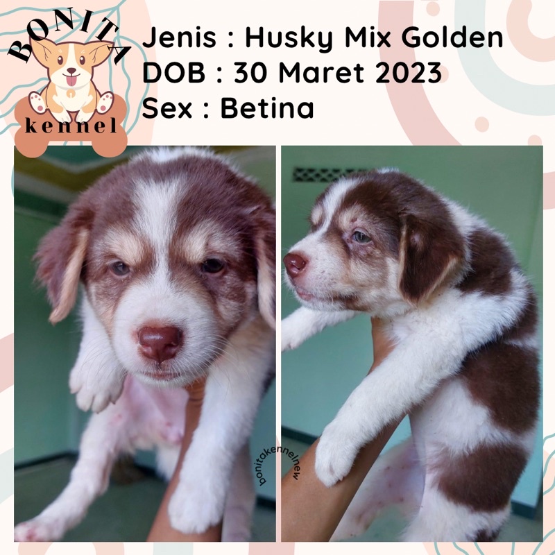 Golden Retriever Mix Husky Anak Anjing Golden Mix Siberian Husky Jantan Betina