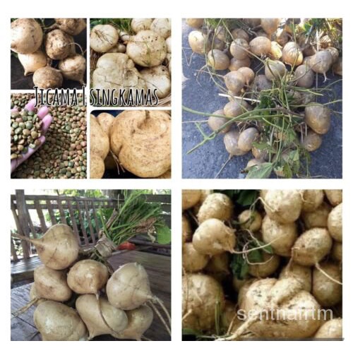 

+ ุธดBenih300์Singkamas-Jicama-ล เAmerikaัพBenihน มPenjual Menanam/็ X6CE