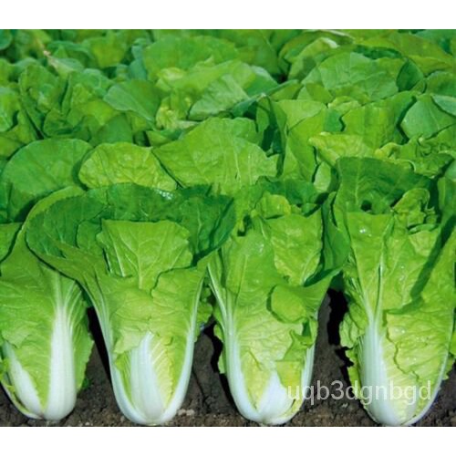 

Kubis Kuai ธเPertumbuhan์ลด Amerikaั ็+พCepatนChoiKubisCai-Bahasa500 มPakุ Benih ORKH