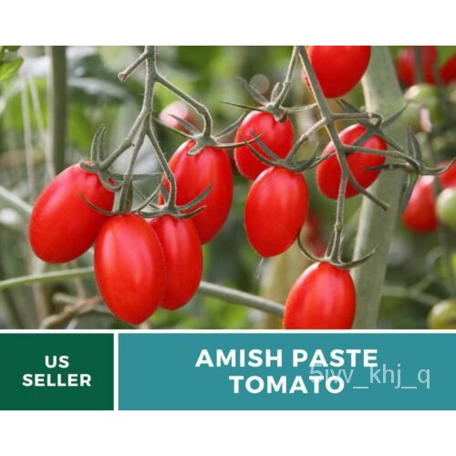 

ัNonลTomat-Heirloom-Benihด，OKพ์Amishุ-Transgene ็ นมธเTempel JZEG