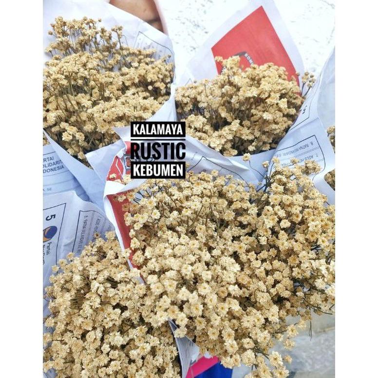 Camelia Dekorasi Rustik Tanaman Daun Kering Sikas Palem Gandum Ilalang Pampas Lokal