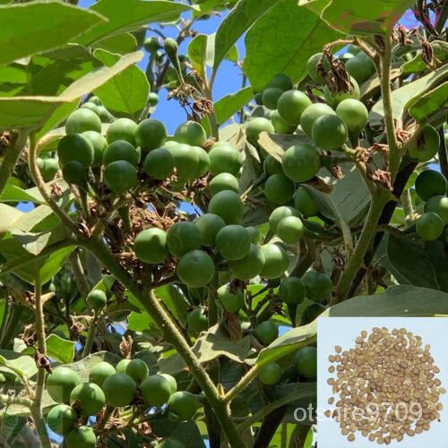 

,ThailandธลัKacang Biji Terungด,,ุTerong์Terong Biji Kacang็มนพTurkiเKuas Berry MYHQ