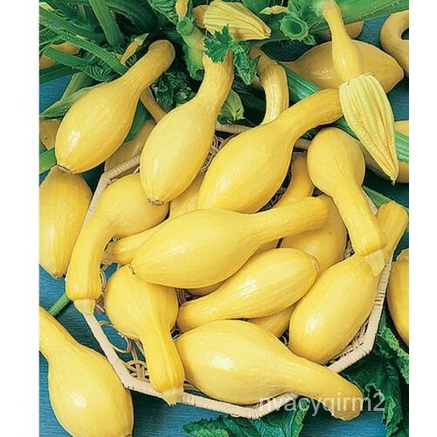 

ัKuning50Awal Amerika--ด์Penanaman Labu OrganikมMusim Panasล-Granulธน-Kerah LurusเุพNon-transgene็Be