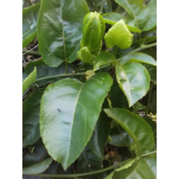 

Daun markisa segar organik 500 gram