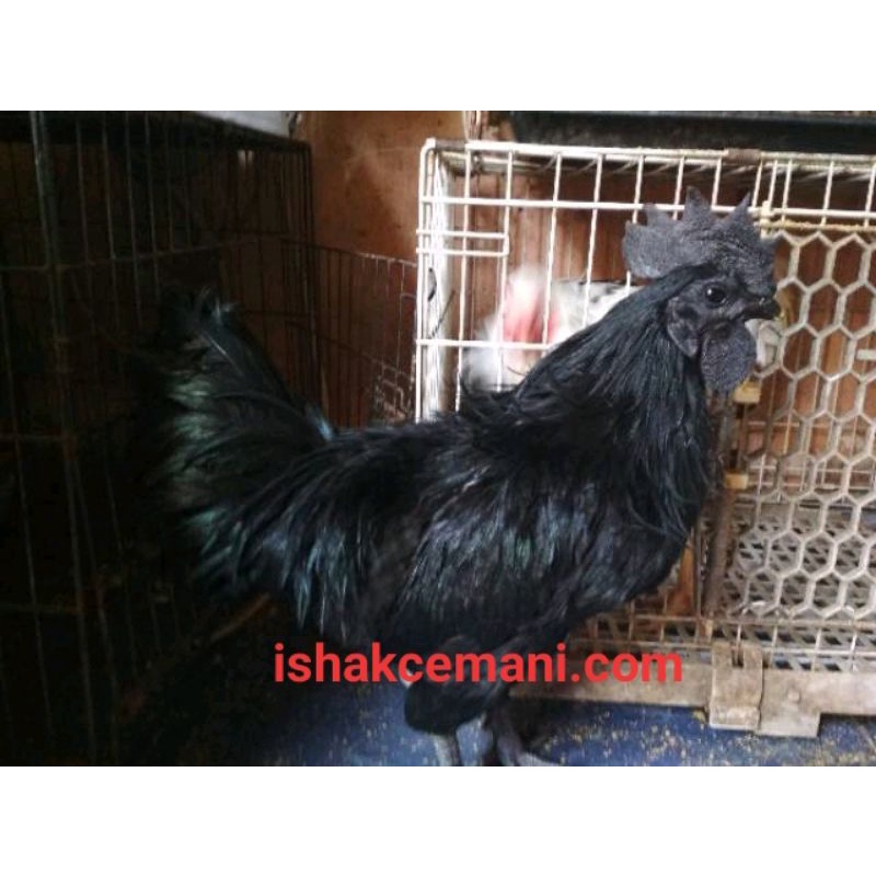 Promo  Gratis Betina Ayam Cemani Jantan Dewasa Kwalitas Super Dijamin Mutu
