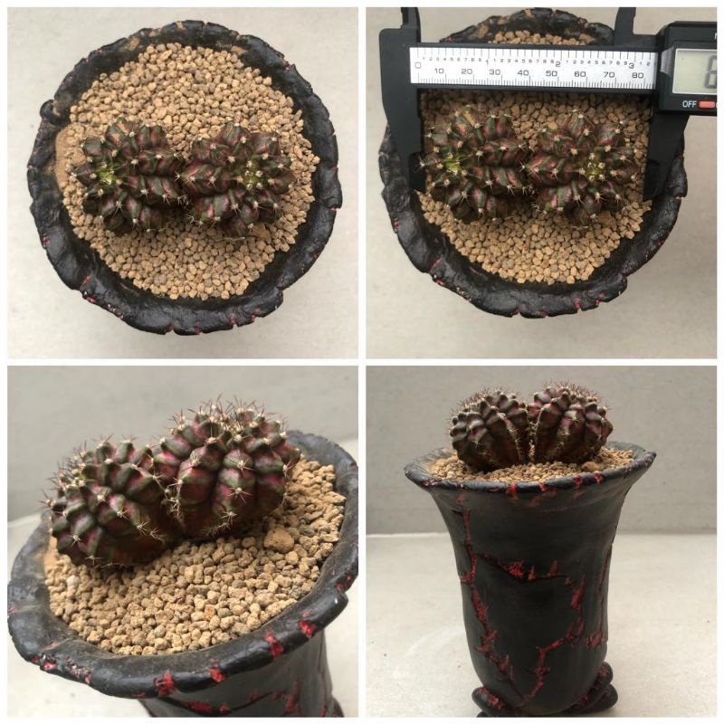 Kaktus Gymnocalycium T Lux Hybrid Double Head