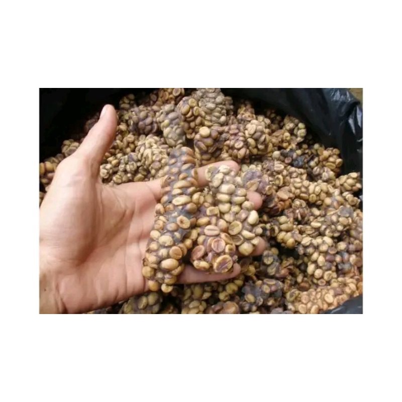 

kopi luwak bubuk asli