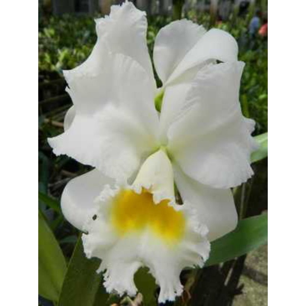 anggrek Cattleya bunga putih lidah kuning dewasa/spike +pot angrek kuning pinggir putih catleya Nimi