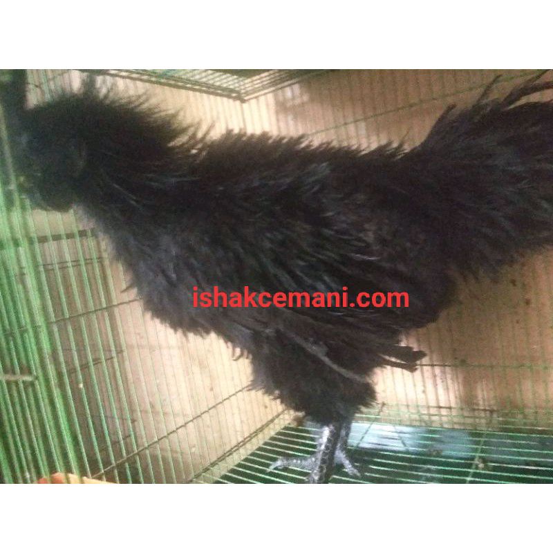 Beli Jantan Gratis Betina Ayam Cemani Walik Jantan  Wajib Baca Diskripsi