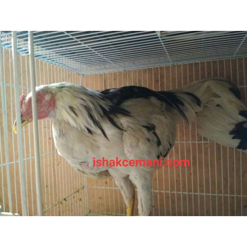 Ayam Tulak Siap Produksi  Wajib Baca Diskripsi