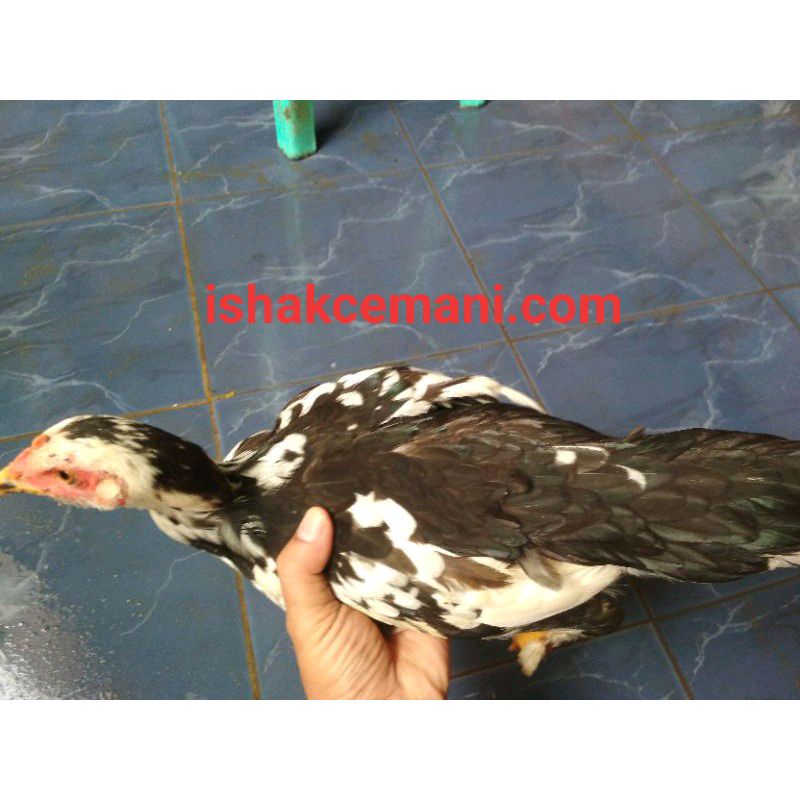 Ayam Tulak Betina Dewasa Super  Wajib Baca Diskripsi