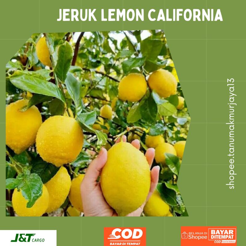 Bibit jeruk lemon/ lemon California
