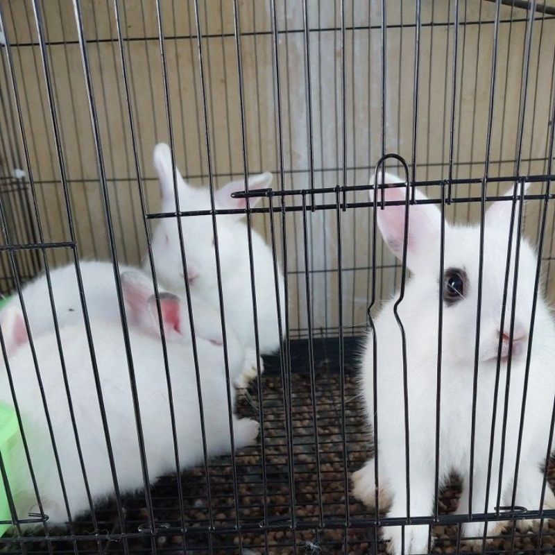 Anakan Kelinci Netherland Dwarf Remaja ke Dewasa