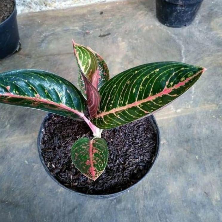 ★★ VDy Aglonema Adelia anakan ✦ I ◘