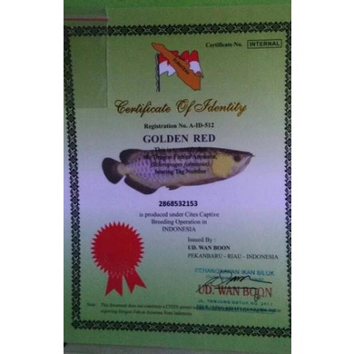 Sertifikat chip serti Arwana golden red / RTG / Red Tail Golden Best Seller