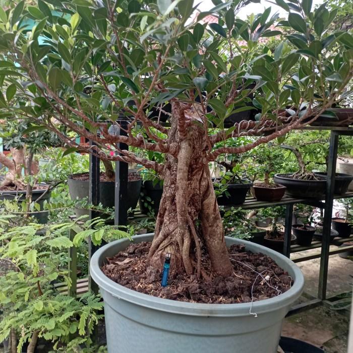 Best Seller Bonsai Kimeng Beringin, Pohon Kimeng, Tanaman Beringin Kimeng