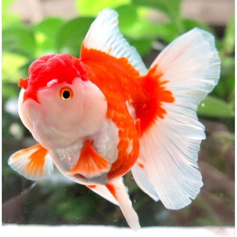 

Baby Oranda Bagus Buat Hiasan Bonus Pakan