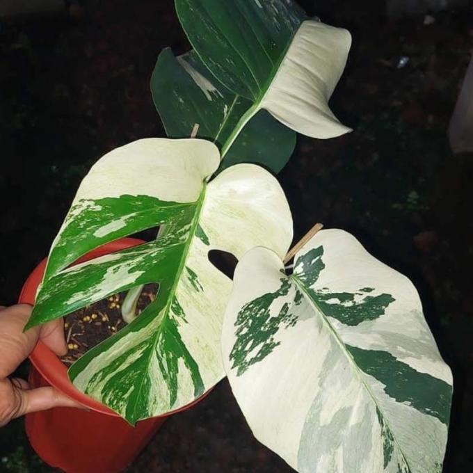 monstera variegata - Monthai - Monking var