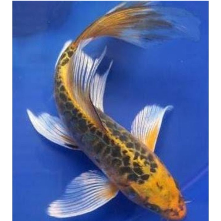 hiasan aquarium/kolam/ikan hias koi gold slayer