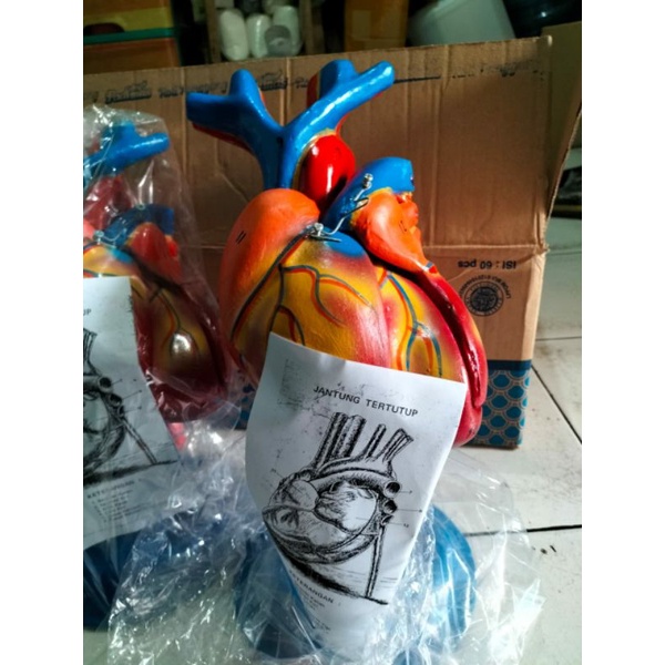 

Model jantung manusia