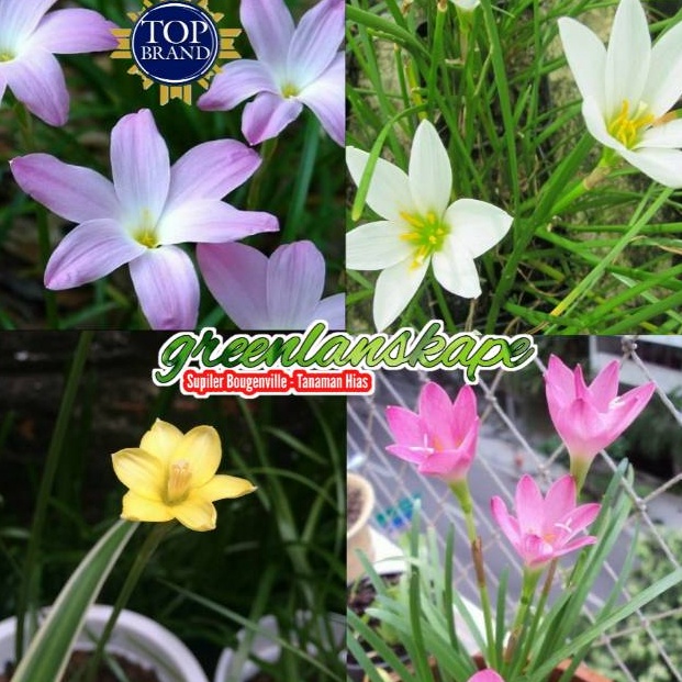 NR79 Lily hujan - rain lily paket 4 warna zgmzr