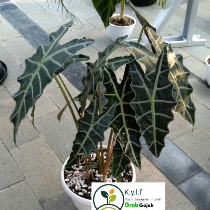 DISKON SPESIAL TANAMAN HIAS KELADI AMAZON INDUKAN + POT PUTIH TERBARU