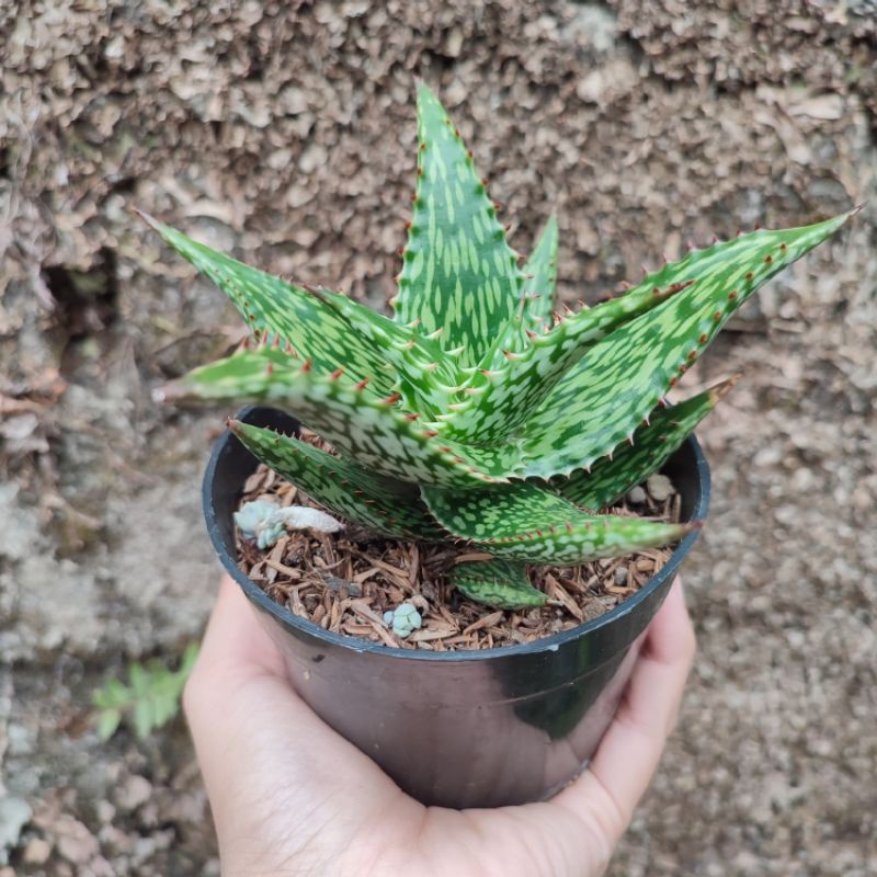 Aloe Somaliensis | DP 10 Cm | Aloe