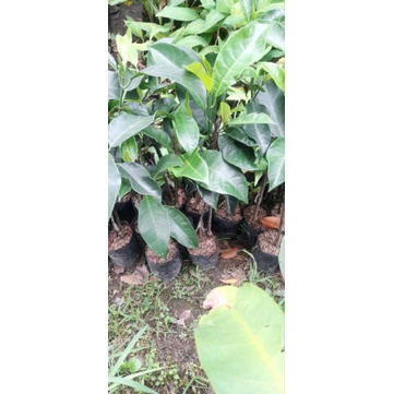 Bibit nangka cempedak