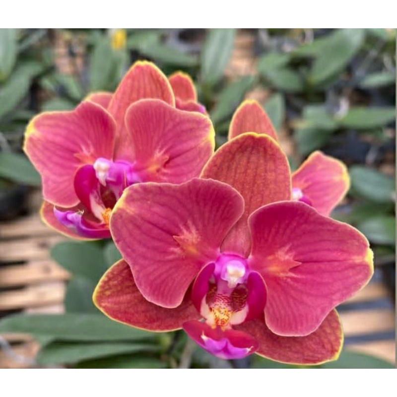 Anggrek Bulan Premium Carrot Cake peloric - Anggrek Bulan Spike Dewasa premium siap berbunga