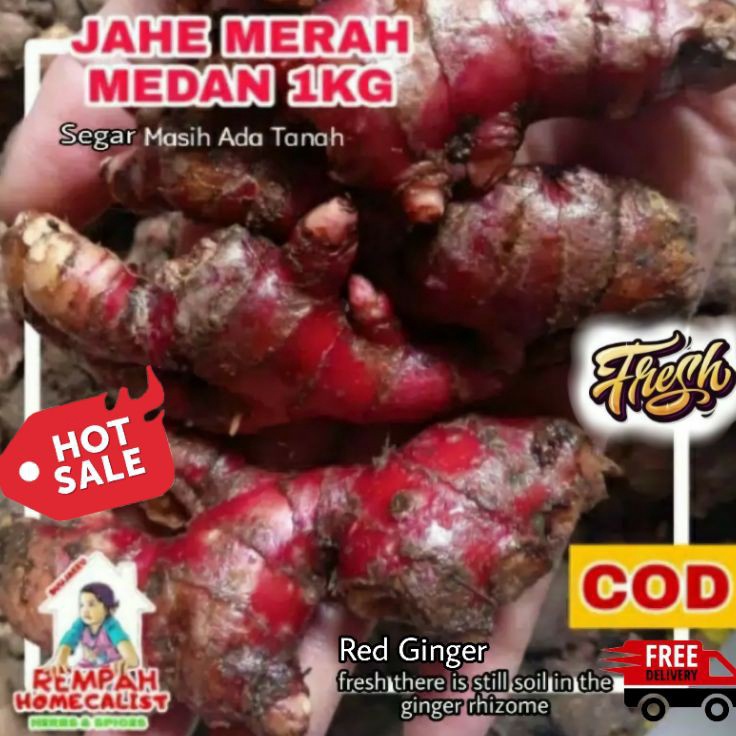 

8.8 Jahe Merah Medan 1kg Jahe Merah Segar Jahe Merah 1kg Masih Ada Sisa Tanah Rempah Herbal Wedang Jahe Segar