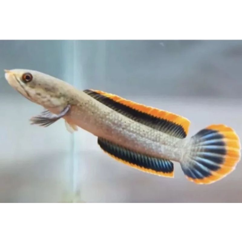 channa Limbata cb size 8-10cm