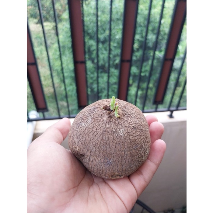 MUST HAVE STEPHANIA ERECTA CAUDEX ASLI IMPOR THAILAND KAKTUS SUKULEN UNIK TERLARIS