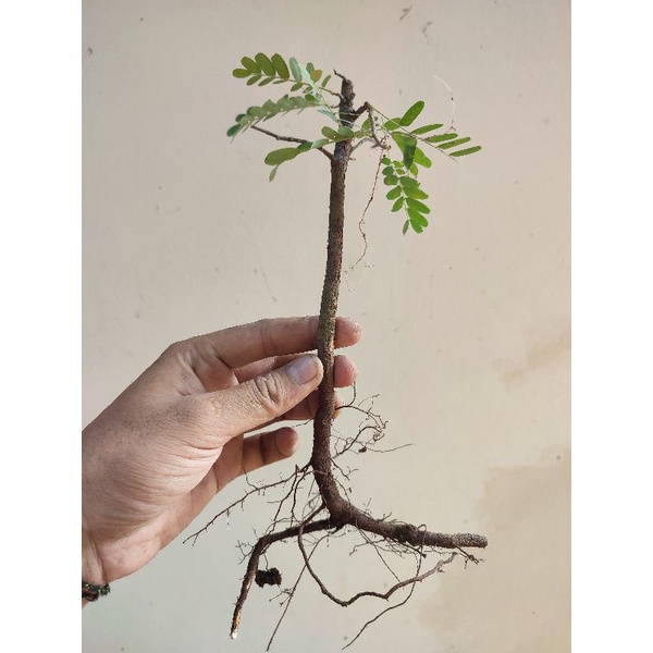 Bonsai Asem Jawa  Bahan Dongkelan Mame