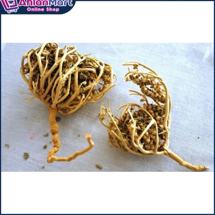 

Terlaris HERBAL PELANCAR PERSALINAN RUMPUT FATIMAH SANGAT BAGUS BUAT IBU HAMIL JUGA, ORIGINAL ARAB SAUDI