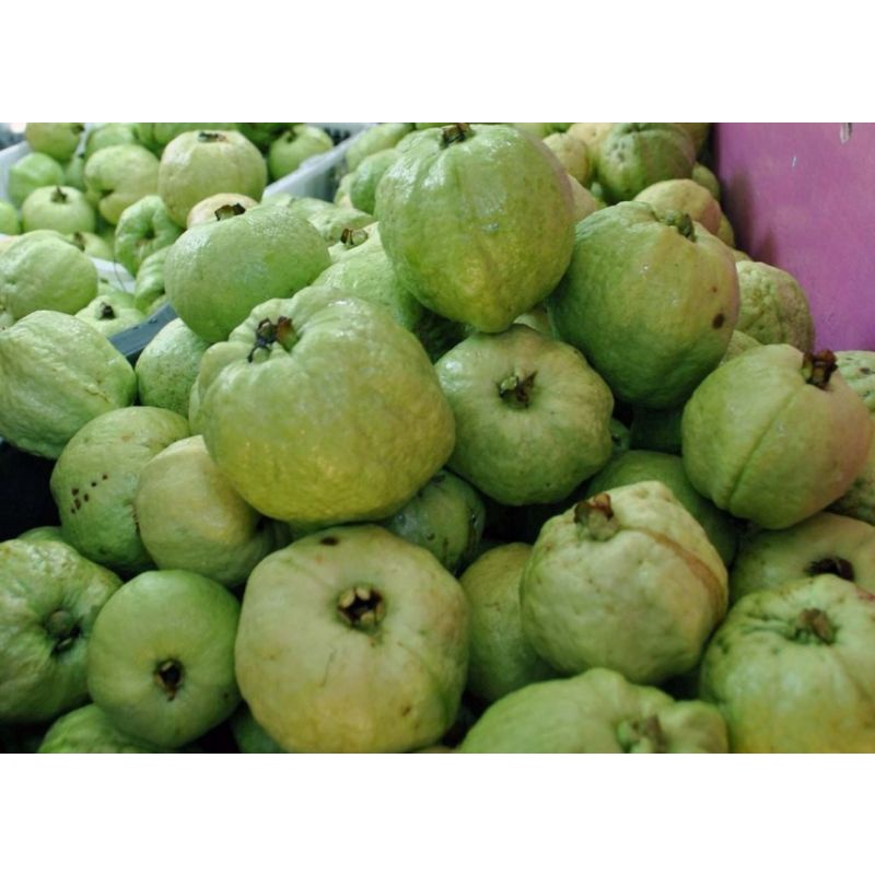 

Buah Jambu Kristal Kebumen