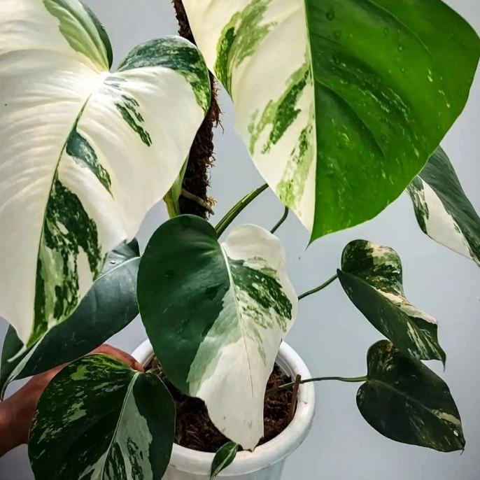 monstera variegata - monvar white tiger - monstera halfmoon ekonomis