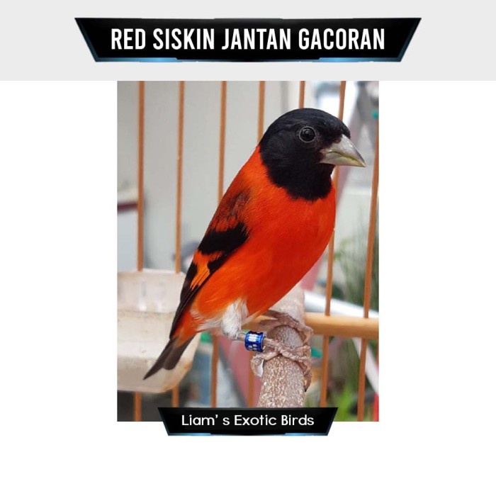 Burung Red Siskin Klasik Gacoran Jantan
