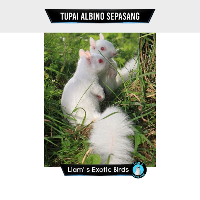 Tupai Albino Sepasang Siap Produksi