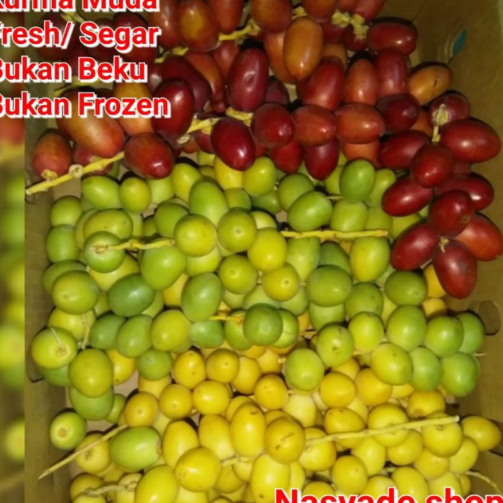 

[KODE PRODUK 6CLTG3598] Kurma muda segar /fresh bukan frozen