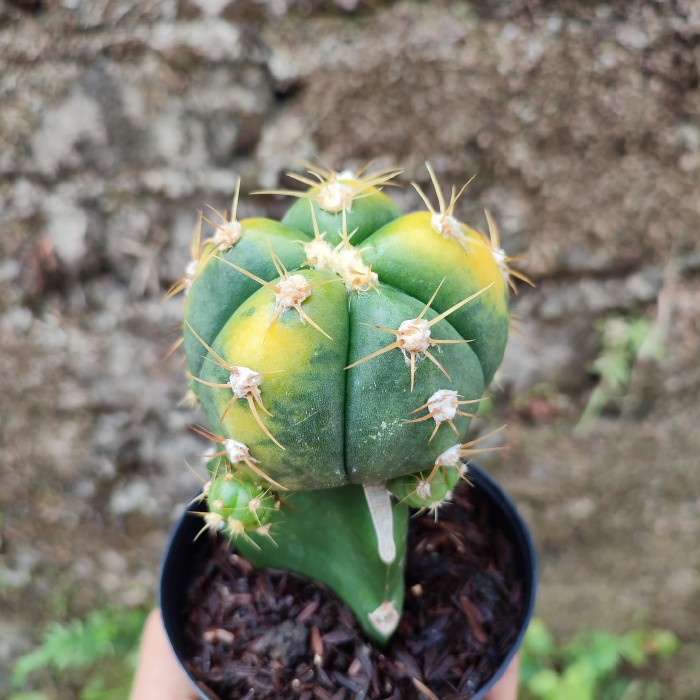 Terlaris Grafting Gymnocalycium Horstii Variegated