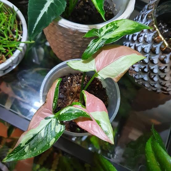 PROMO TANAMANHIAS SYNGONIUM RED SPOT TRICOLOR/SYNGONIUM REDSPOT THREE COLOUR TERMURAH