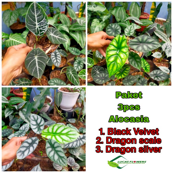 PROMO PROMO PAKET 3 ALOCASIA TERBARU